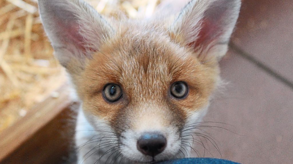 Ist ein scheinbar verlassenes Jungtier wie dieser Fuchs auch noch so niedlich – Finder sollten erst einmal Abstand halten und sich im Zweifel bei der THRO informieren.