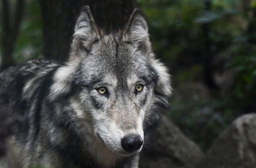 Ein Wolf  als Verursacher kann zum aktuellen Zeitpunkt weder bestätigt noch ausgeschlossen werden. Foto: pixabay/christels