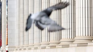 Eine Taube in Hagen hatte es am Montagmorgen offenbar eilig. (Symbolbild) Foto: imago//Stephen Shaver