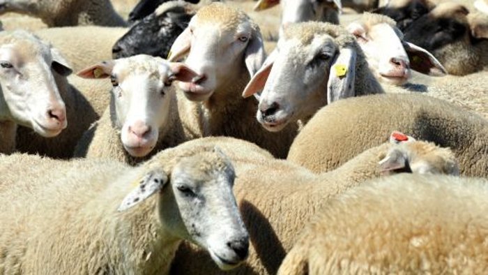 6. Mai: Schaf wird Kopf abgetrennt