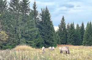Konikpferde beweiden im Naturschutzgebiet Kniebis-Alexanderschanze lichte Wälder, trockene Heiden und artenreiche Wiese. Foto: RPK