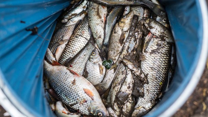 Weitere tote Fische in Schozach gefunden