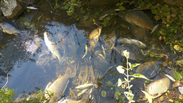 Giftiges Löschwasser sorgt für großes Fischsterben