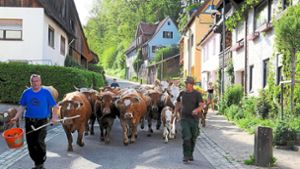 Thomas Burkhardt bringt Tiere ins Sommerquartier