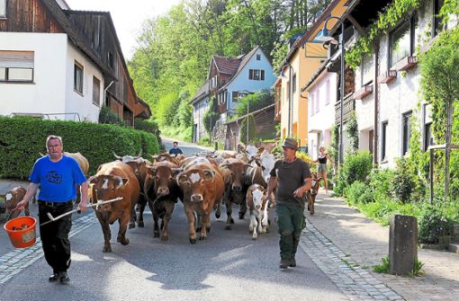 Die Herde auf ihrem Weg durch Beihingen zum Sommerquartier. Foto: Stadler