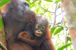 Schöne Nachrichten aus dem Auswilderungswald Kehje Sewen auf Borneo. Foto: dpa