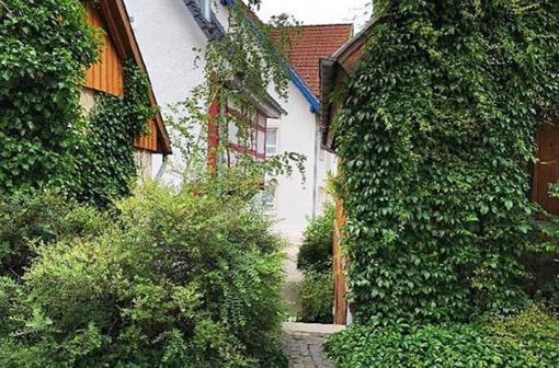 Grüner wird’s nicht: Friedrich Rau plädiert für mehr Fassadengrün im Hufeisen. Foto: Rau