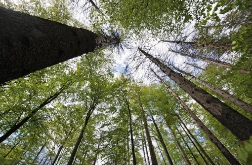 Bäume im Nationalpark Bayerischer Wald: In großen Teilen des mehr als 24 000 Hektar großen Gebietes gilt der Grundsatz „Natur Natur sein lassen“. Foto: dpa