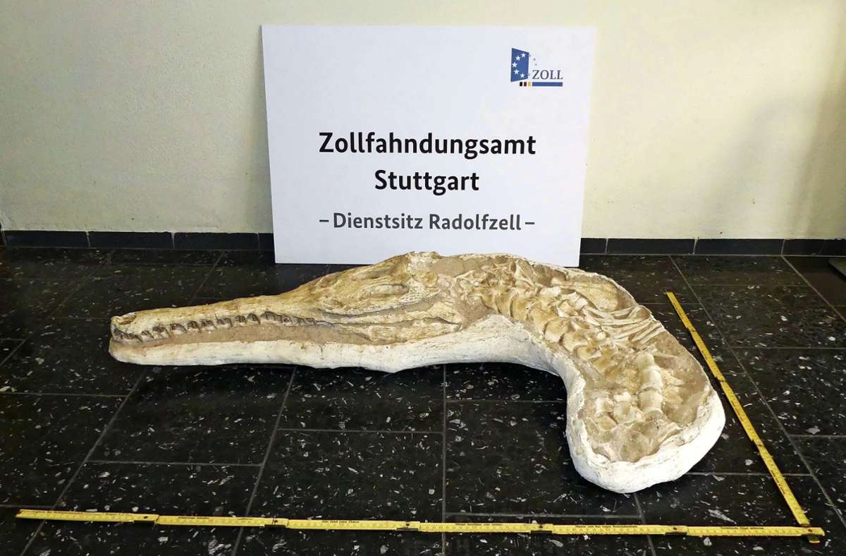 20 Kilogramm schwer und etwa 1,20 Meter lang: Das Fossil eines urzeitlichen Krokodils stammt aus einem Phosphor-Abbaugebiet in Marokko. Es tauchte 2018 bei einer Grenzkontrolle in Neuried auf. Foto: Zoll