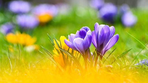 Blühende Krokusse und Sonne zum Frühlingsstart. Foto: Jens Kalaene/dpa