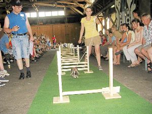 Beim Kanin-Hop-Turnier galt es für die Kaninchen möglichst schnell und fehlerfrei durch den Parcours zu kommen. Foto: Störr Foto: Schwarzwälder-Bote