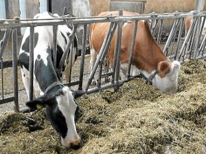 Die Milch von Kühen aus der Region wird ab November nicht mehr in Rottweil verarbeitet.  Foto: Scheidel
