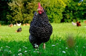 Davon können viele Hühner seit November nur träumen – doch am 15. Februar soll freilaufenden Hühnern wieder etwas mehr Freiheit geschenkt werden. Foto: music4life-Pixabay_2684039