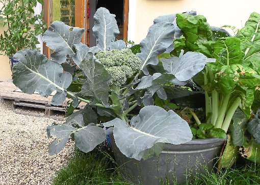 Das Gemüse auf den Bildern gedieh auf   Schwarzerde mit kompostierter Pflanzenkohle.  Foto: Weiß Foto: Schwarzwälder-Bote