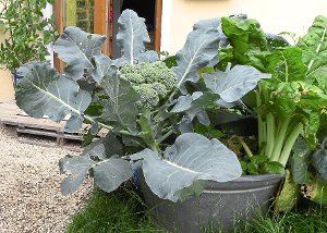 Das Gemüse auf den Bildern gedieh auf   Schwarzerde mit kompostierter Pflanzenkohle.  Foto: Weiß Foto: Schwarzwälder-Bote