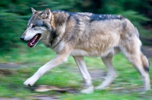Wölfe erkennt man an den kleinen, dreieckigen Ohren und der geraden Linie, die der Rücken beschreibt. Foto: dpa