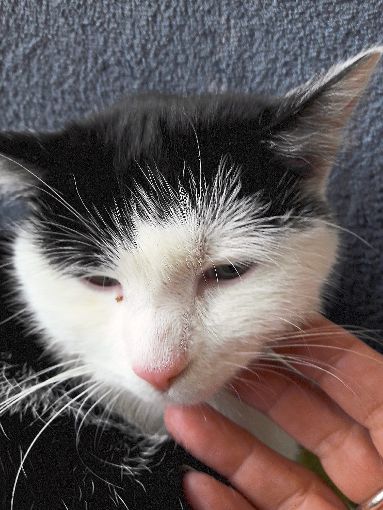 Verschmust und zutraulich, so kannte man Katze Willi, die am Mittwoch verstümmelt auf einer Wiese in der Roßwette aufgefunden worden ist. Foto: Marazzita