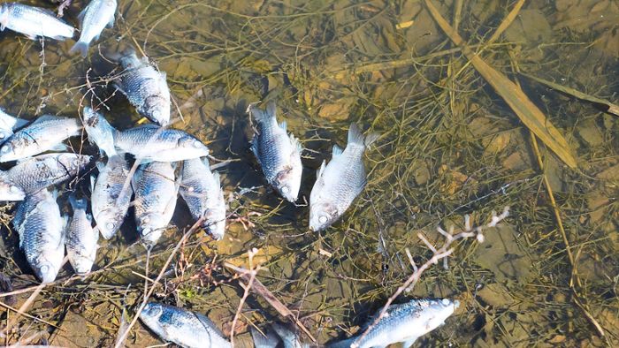 Viele tote Fische im Glasbach und Fischbach