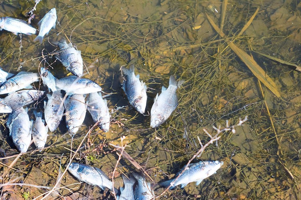 Es wurden jede Menge tote Fische gefunden. (Symbolfoto)