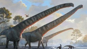 Wissenschaftler finden Dinosaurier mit bislang längstem Hals