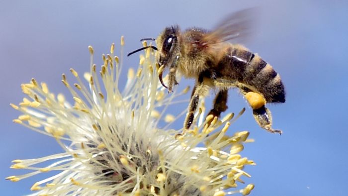 Trainierte Bienen erkennen das Coronavirus