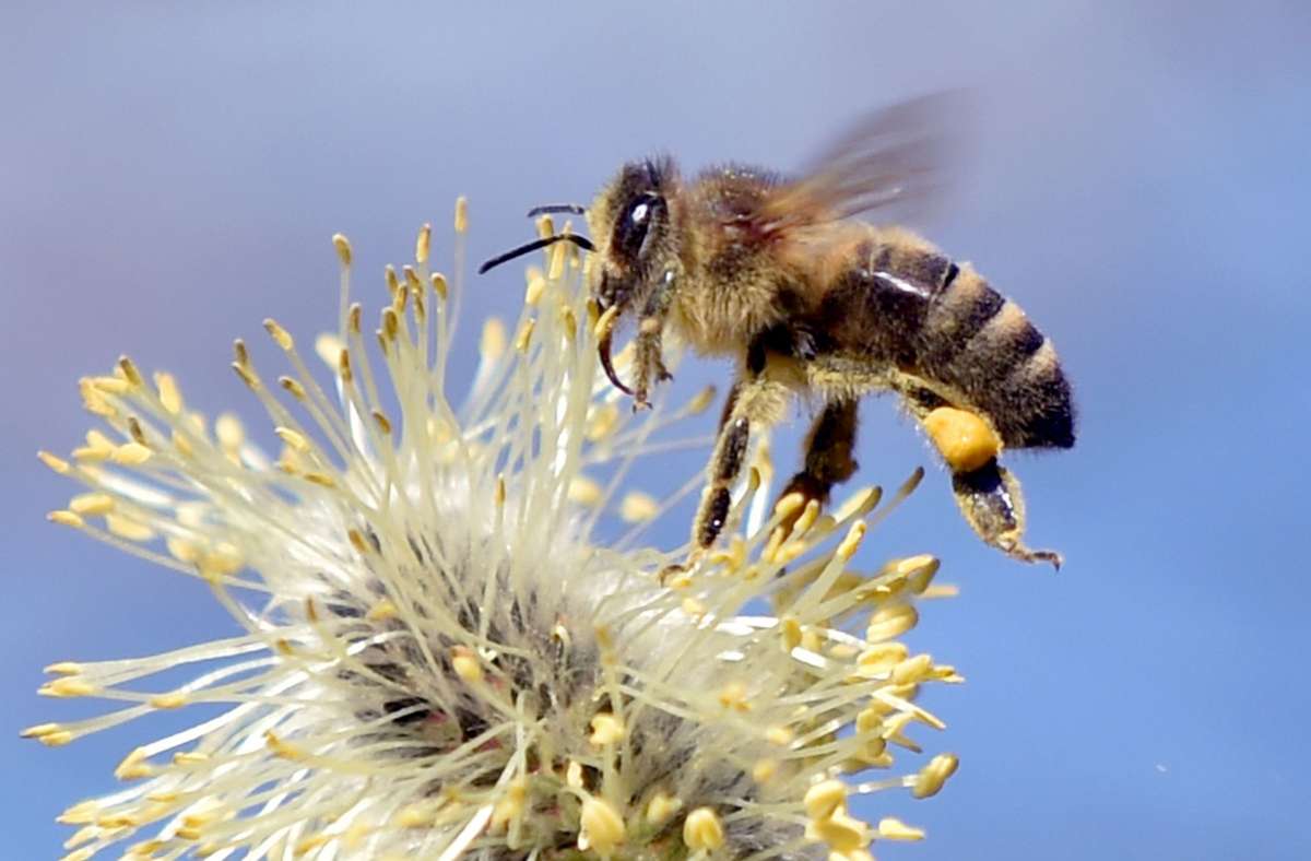 Bienen sind nicht nur für das Bestäuben von Blüten nützlich: Mit dem richtigen Training entdecken sie auch das Coronavirus. (Symbolbild) Foto: dpa/Caroline Seidel