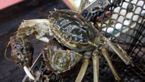 Zollbeamte stoppen Einfuhr einer invasiven Krabbenart