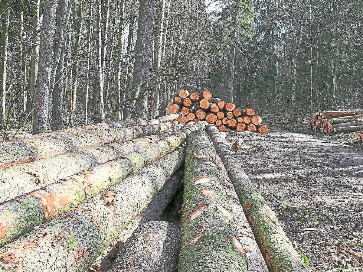 2021 sollen 6700 Festmeter Holz um Alpirsbach eingeschlagen werden. Symbolfoto: Strohmeier Foto: Schwarzwälder Bote