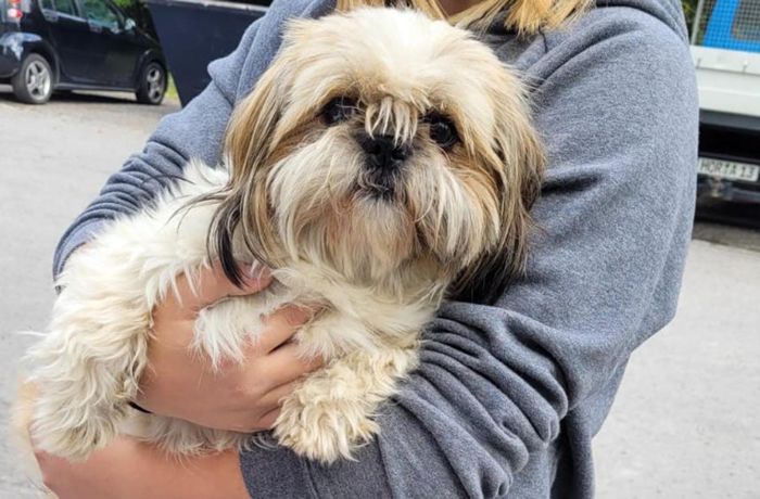 Besitzer gesucht: Hund in Sulz ohne Herrchen unterwegs