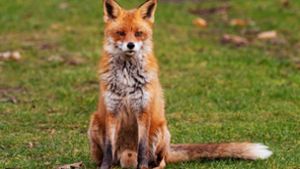 Stadt Lahr warnt vor Fuchsräude