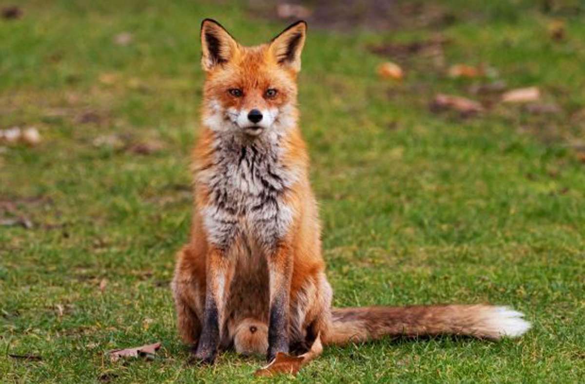 Gefährliche Krankheit: Stadt Lahr warnt vor Fuchsräude