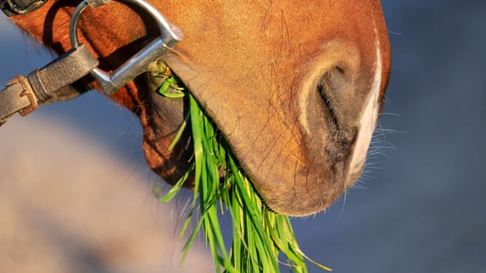 Polizisten locken ausgerissenes Pferd mit frischem Gras an
