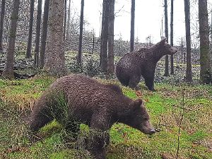 Die jungen Bären kommen nun in die Sturm- und-Drang-Phase. Foto: Wolf- und Bärenpark Foto: Schwarzwälder-Bote