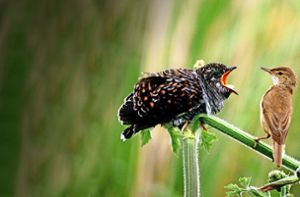Schnabel auf allein  reicht noch nicht: Ein  Kuckuckskind (li.) trifft auf einen Teichrohrsänger. Foto: dpa/Nabu
