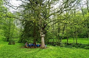 Die neuen Waldkindergärten in Hochdorf und am Rötenbad (Foto) sollen vergrößert werden. Foto: Thomas Fritsch