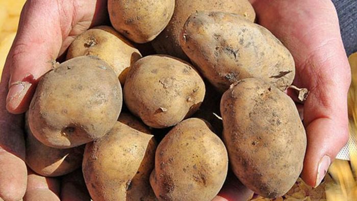 Kartoffeln werden selten und teurer