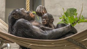 Bonobo-Baby: Es ist ein Mädchen!