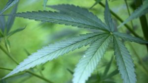Bundestag stimmt für Legalisierung von Cannabis
