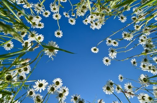 Blick aus einer Blumenwiese Foto: dpa