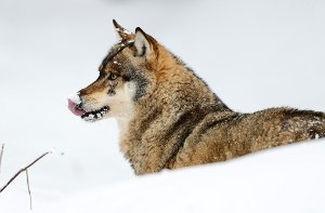 Schon jetzt zahlt die Regierung in der sibirischen Provinz Jakutien Jägern pro Wolfspelz umgerechnet 500 Euro. Foto: Fotolia