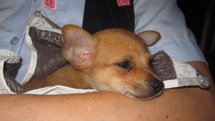 23-Jähriger schließt Chihuahua-Welpen ein