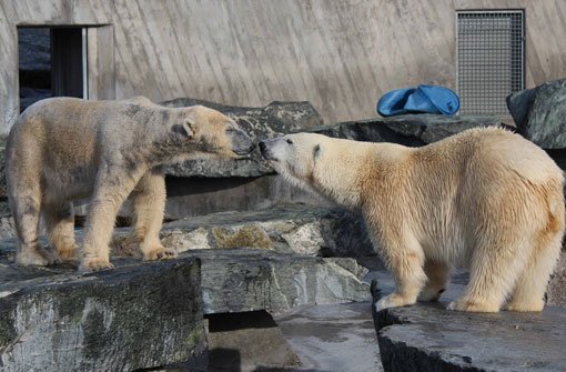 Love is in the Air: Die Eisbären Corinna und Felix kommen sich in der Stuttgarter Wilhelma ganz nah. Foto: Wilhelma