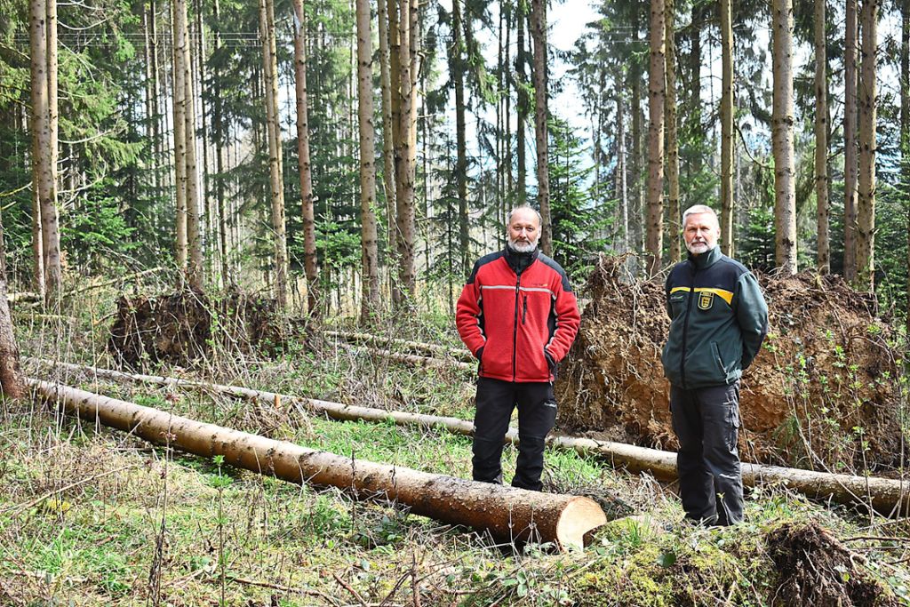 Forstamtsleiter Frank Kapahnke (rechts) und der Deißlinger Förster Thomas Zihsler erwarten in diesem Jahr einen besonders starken Schwärmflug des Borkenkäfers.