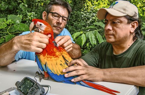 Martin Wikelski (links) und Icarus-Mitarbeiter Rony Garcia mit einem Ara in Belize Foto: /Sergio Izquierdo