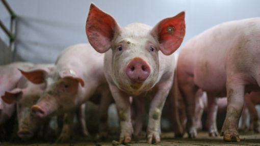 Der Schweinebestand in Baden-Württemberg sank schneller als in Deutschland insgesamt. Foto: dpa/Lars Penning