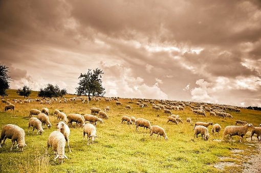 Heute grasen auf dem ehemaligen Truppenübungsplatz Münsingen nur noch Schafe. Foto: Duval