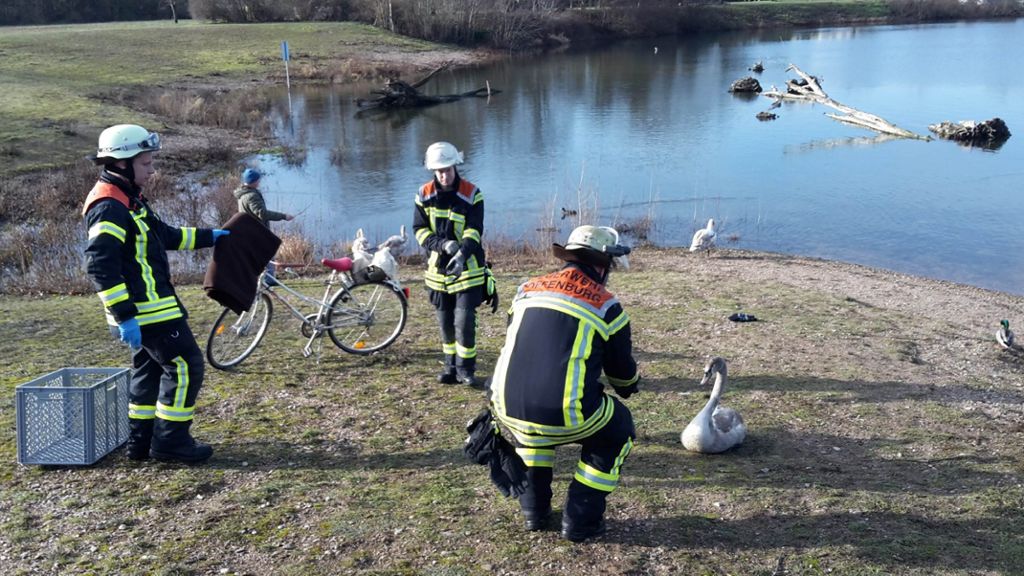 Schwan von Offenburger Feuerwehr am Gifiz-See gerettet.
