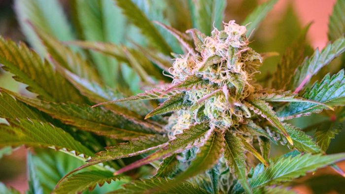 So viele Cannabispflanzen sollen individuell erlaubt werden
