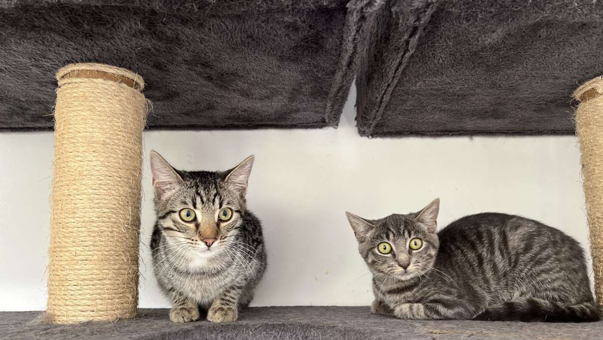 Katzenstation in Oberndorf: So adoptiert man einen Vierbeiner aus dem Tierschutz