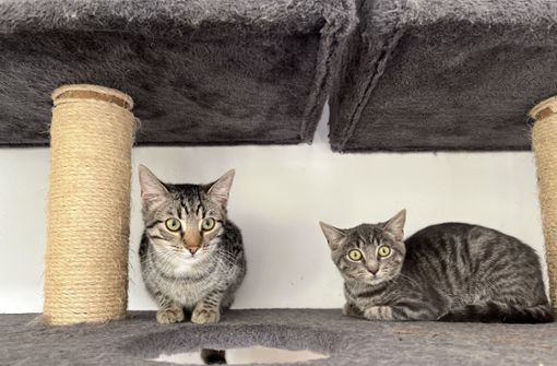 In der Oberndorfer Katzenstation leben unter anderem zurzeit fünf Kitten. Foto: Rösler